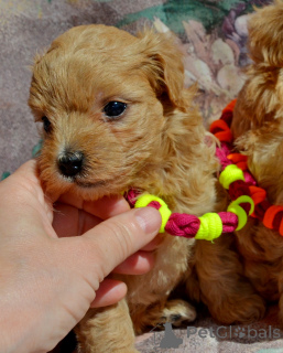 Photo №3. Les chiots MALTIPA sont prêts à emménager dans leur nouvelle maison. Ukraine