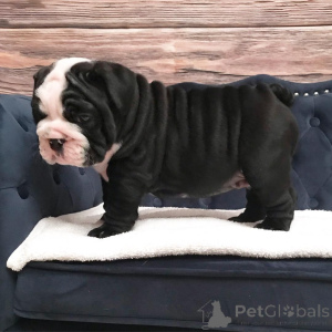 Photo №2 de l'annonce № 138864 de la vente bulldog anglais - acheter à Allemagne annonce privée, éleveur