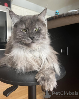 Photo №1. maine coon - à vendre en ville de Aiola | négocié | Annonce № 155178