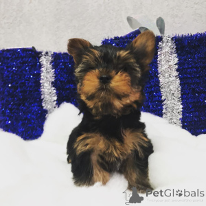 Photo №3. Beaux chiots Yorkie Russel à vendre. USA
