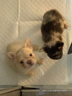 Photo №2 de l'annonce № 132760 de la vente bouledogue - acheter à Allemagne annonce privée