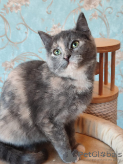 Photos supplémentaires: Le petit chat tricolore mignon Shunya cherche un foyer !