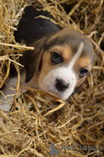 Photo №1. beagle - à vendre en ville de Maidenhead | 337€ | Annonce №30082