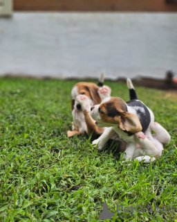 Photo №4. Je vais vendre beagle en ville de Cologne. annonce privée - prix - 478€