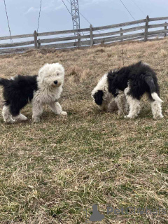 Photo №2 de l'annonce № 91906 de la vente bobtail - acheter à Serbie 