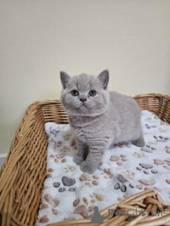 Photo №1. british shorthair - à vendre en ville de Berlin | négocié | Annonce № 140712