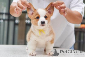 Photo №1. welsh corgi - à vendre en ville de Wels | 300€ | Annonce №168084