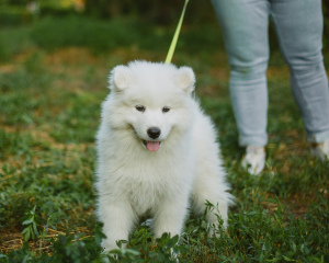 Photos supplémentaires: Samoyed. Les garçons