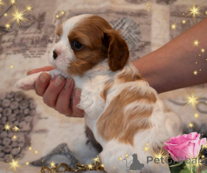 Photo №4. Je vais vendre cavalier king charles spaniel en ville de Minsk. éleveur - prix - négocié