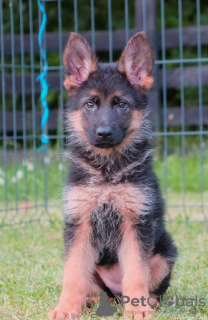 Photo №3. Chiots berger allemand. Serbie