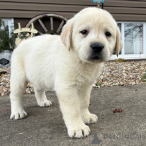 Photo №4. Je vais vendre labradoodle en ville de Munich. éleveur - prix - négocié