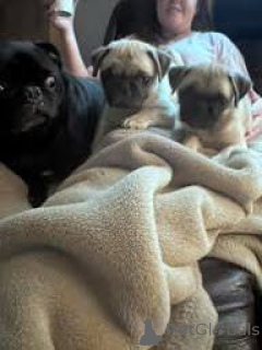 Photo №1. carlin - à vendre en ville de Manchester | 700€ | Annonce №165715