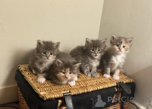 Photo №1. maine coon - à vendre en ville de Helsinki | 900€ | Annonce № 160420