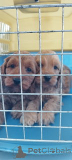 Photo №2 de l'annonce № 139808 de la vente chien bâtard - acheter à Serbie éleveur