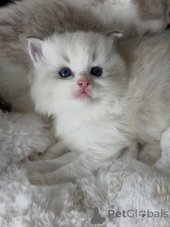 Photo №3. Esprit ludique et cœur aimant, Finn est le mélange parfait de plaisir et. Pays Bas