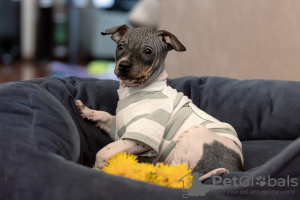 Photo №3. Beau chiot American Hairless Terrier. Lituanie