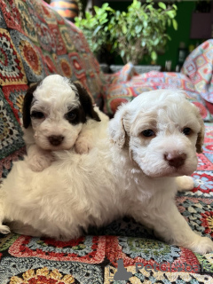 Photos supplémentaires: Chiots Lagotto Romagnolo