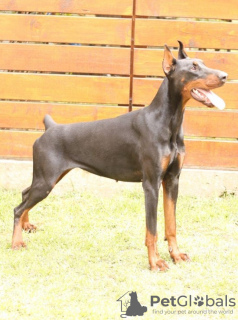 Photos supplémentaires: Chiots Dobermann