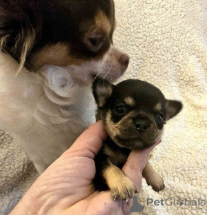 Photo №3. Chihuahuas très petits. Serbie