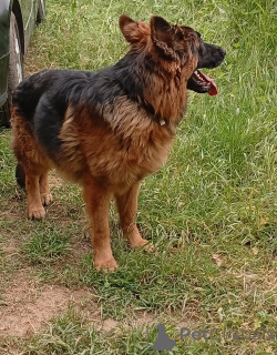 Photo №1. chien bâtard - à vendre en ville de Kladno | 150€ | Annonce №141324