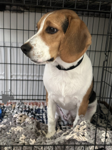 Photo №2 de l'annonce № 103232 de la vente beagle - acheter à USA annonce privée