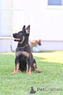 Photo №4. Je vais vendre berger allemand en ville de Belgrade.  - prix - négocié