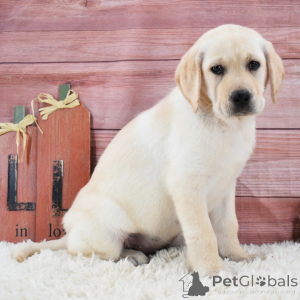 Photo №2 de l'annonce № 175900 de la vente labrador retriever - acheter à Allemagne annonce privée