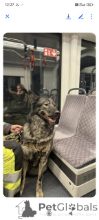 Photo №3. Alexandre Morozov. Estonie