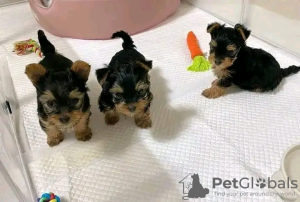 Photo №3. Incroyables chiots Yorkie Business WhatsApp 37256062792. La finlande