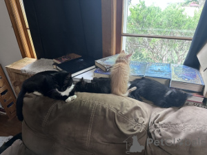 Photo №1. maine coon - à vendre en ville de 9, Double Shoals | 64€ | Annonce № 148698