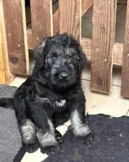 Photo №2 de l'annonce № 172783 de la vente schnauzer géant - acheter à Bulgarie 