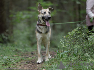 Photo №2 de l'annonce № 20728 de la vente chien bâtard - acheter à Fédération de Russie annonce privée