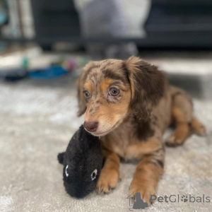 Photo №1. teckel - à vendre en ville de Wrocław | négocié | Annonce №163177