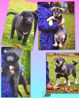 Photo №2 de l'annonce № 158292 de la vente chien bâtard - acheter à Fédération de Russie annonce privée