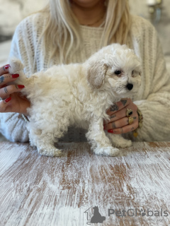 Photo №2 de l'annonce № 127981 de la vente caniche (jouet) - acheter à Pologne éleveur