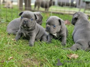 Photo №1. bouledogue - à vendre en ville de Minsk | 375€ | Annonce №161853