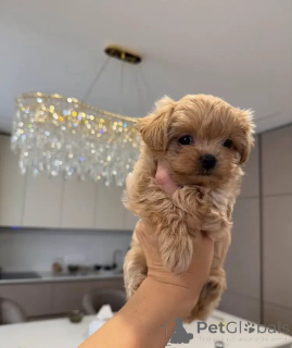 Photo №3. Chiots Maltipoo avec le mélange parfait de gentillesse et de charme. Allemagne