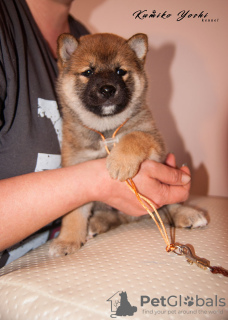 Photos supplémentaires: Chiot Shiba Inu du chenil RKF KUMIKO YOSHI