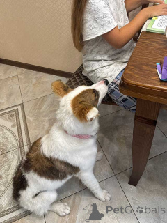 Photo №3. Le petit chien domestique Alma cherche un foyer. Fédération de Russie