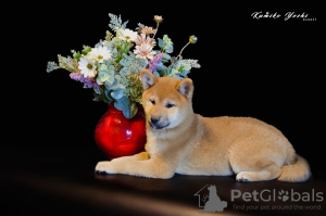 Photo №4. Je vais vendre shiba en ville de Nizhny Novgorod. de la fourrière, éleveur - prix - négocié