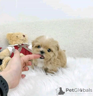 Photo №1. maltipu - à vendre en ville de Helsinki | 450€ | Annonce №161015