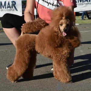 Photo №2 de l'annonce № 69438 de la vente caniche (jouet) - acheter à Serbie éleveur