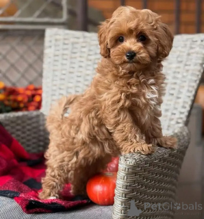 Photo №1. maltipu - à vendre en ville de Brême | négocié | Annonce №163592