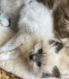Photo №3. Chats Ragdoll mâles et femelles à adopter. Pays Bas