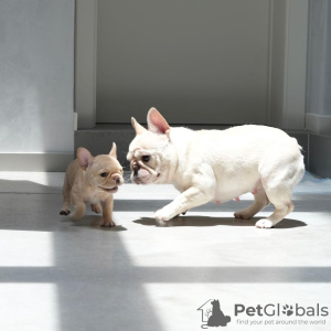 Photos supplémentaires: Adorables chiots bouledogues français