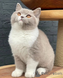 Photo №1. british shorthair - à vendre en ville de Ceci | négocié | Annonce № 155691