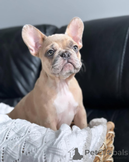 Photo №3. Adorable chiot disponible pour adoption. Allemagne