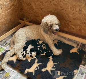 Photo №1.  - à vendre en ville de Lègstrup | négocié | Annonce №169933