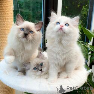 Photo №1. ragdoll - à vendre en ville de Munich-flughafen | 550€ | Annonce № 163697