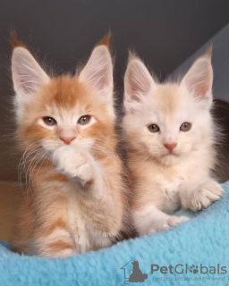 Photo №1. maine coon - à vendre en ville de Saint-Pétersbourg | Gratuit | Annonce № 124300